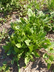 Taraxacum officinale