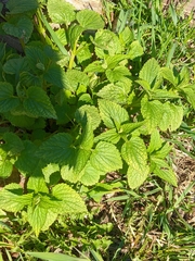 Lamium album