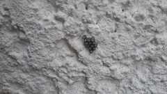 Rhaphigaster nebulosa