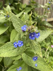 Pentaglottis sempervirens
