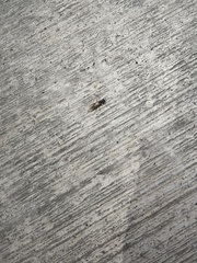 Formicidae