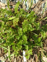 Potentilla paradoxa