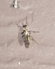 Boreothrinax maculipennis