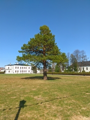 Pinus sylvestris