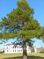 Pinus sylvestris