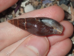 Isara carbonaria