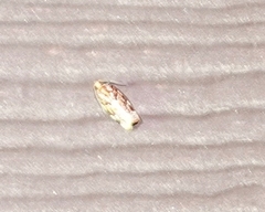 Argyrotaenia hodgesi