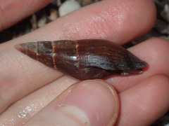 Isara carbonaria