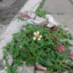 Tridax procumbens