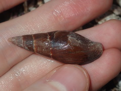 Isara carbonaria