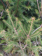 Picea