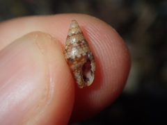 Pseudamycla dermestoidea