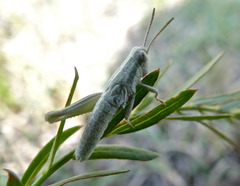 Hypochlora alba
