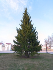 Picea
