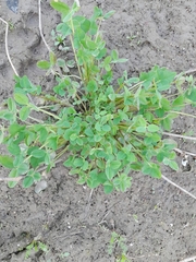 Trifolium hybridum