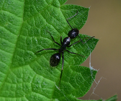 Camponotus aethiops