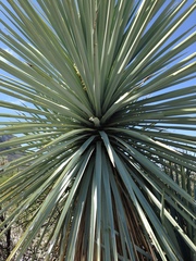 Yucca rigida