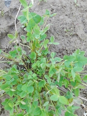 Trifolium hybridum