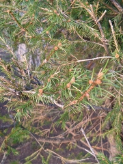 Juniperus