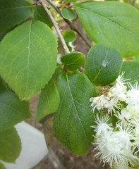 Symplocos paniculata