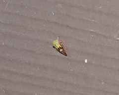 Ophiderma evelyna