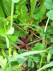 Medicago arabica
