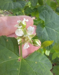 Rubus crataegifolius