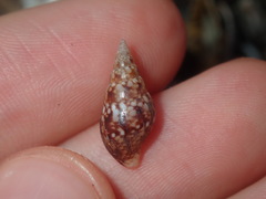 Mitrella semiconvexa