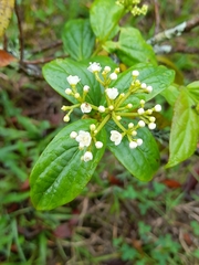Viburnum triphyllum