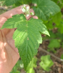 Rubus crataegifolius