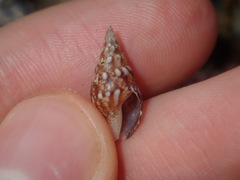 Mitrella semiconvexa