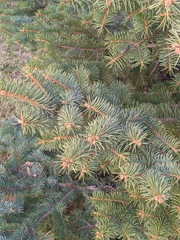 Picea