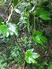 Aristolochia shimadae