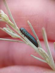 Trirhabda sericotrachyla