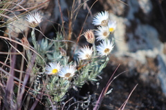 Helichrysum argentissimum