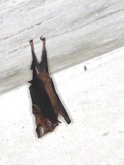 Hipposideros armiger