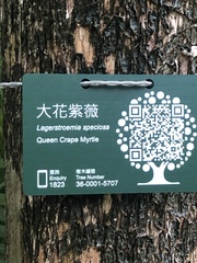 Lagerstroemia speciosa intermedia