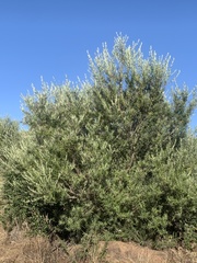 Buddleja saligna