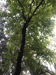 Lagerstroemia speciosa intermedia