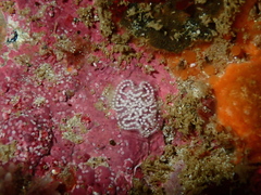 Antiopella longidentata