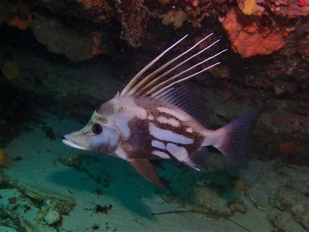 Brown-Spotted Boarfish