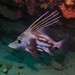 Yellowspotted Boarfish - Photo (c) J. Martin Crossley, some rights reserved (CC BY-NC-SA), uploaded by J. Martin Crossley