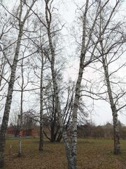 Betula pendula