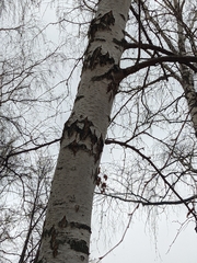Betula pendula
