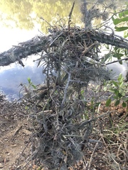 Tillandsia intermedia