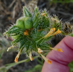 Schizomyia macrofila