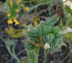 Schizomyia macrofila