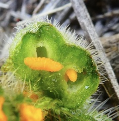 Schizomyia macrofila