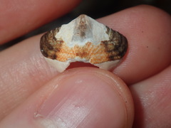 Onithochiton quercinus