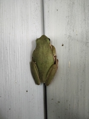 Hyla cinerea